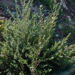 Atriplex glauca Облик