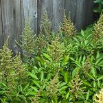 Astilbe japonicaBloem