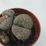 Lithops fulviceps 葉