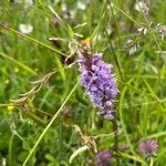 Dactylorhiza fuchsiiFlower