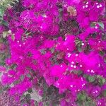 Bougainvillea glabraFlower