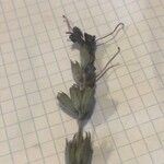 Lavandula latifolia Blüte