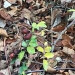 Rosa caesia Leaf