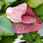 Aristolochia littoralis Leaf