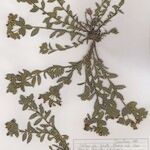 Euphorbia seguieriana Hábito