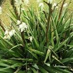 Yucca filamentosa Blatt