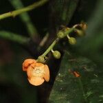 Clavija costaricana Blomst