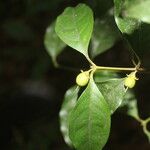 Cassipourea elliptica Gyümölcs