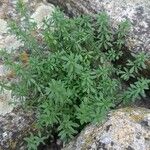 Galium maritimum Leaf