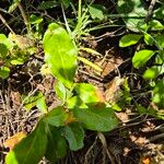 Mystroxylon aethiopicum Leaf