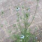 Nigella sativa Habit