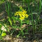 Senecio squalidusKukka