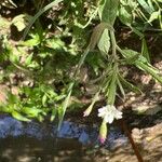 Epilobium roseum Flower