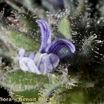 Linaria micrantha Цветок