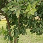 Dais cotinifolia Φύλλο