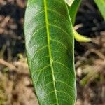 Tabernaemontana catharinensis Leaf