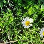 Tripleurospermum maritimum Habitus