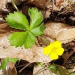 Potentilla canadensis花