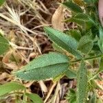 Ononis pubescens Leaf