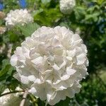 Viburnum macrocephalum Flower