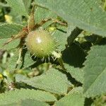 Rosa villosa Fruit