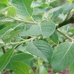 Salix aurita Liść