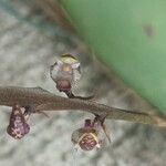 Bulbophyllum falcatum Flor