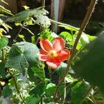 Hibiscus martianus