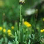 Antennaria carpatica Hábito