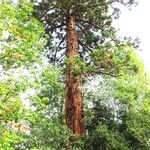 Sequoiadendron giganteum Habitus