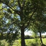 Carya illinoinensis Hàbitat