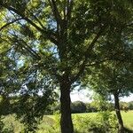 Carya illinoinensis Habitat