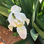 Iris albicans Virág