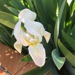 Iris albicans Flor