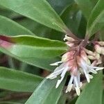 Sarcococca orientalis Květ