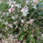 Oenothera gaura Hábito