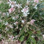 Oenothera gaura Staniste