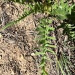 Balsamorhiza hookeri Blatt