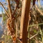 Epilobium roseum Bark