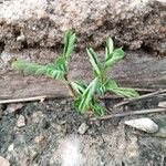 Phyllanthus urinaria ᱥᱟᱠᱟᱢ