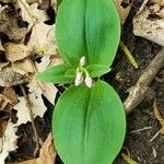 Galearis spectabilis Leaf