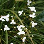 Libertia ixioides