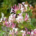 Lonicera implexa 花