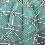 Leucostele terscheckii List