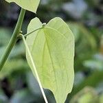 Adenia cissampeloides Hoja