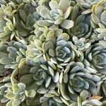 Echeveria elegans 叶