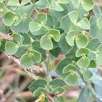 Euphorbia seguieriana Liść