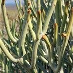 Euphorbia fiherenensis पत्ता