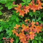 Rhododendron calendulaceum Fula