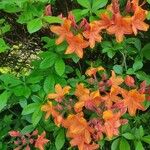 Rhododendron calendulaceum Fleur